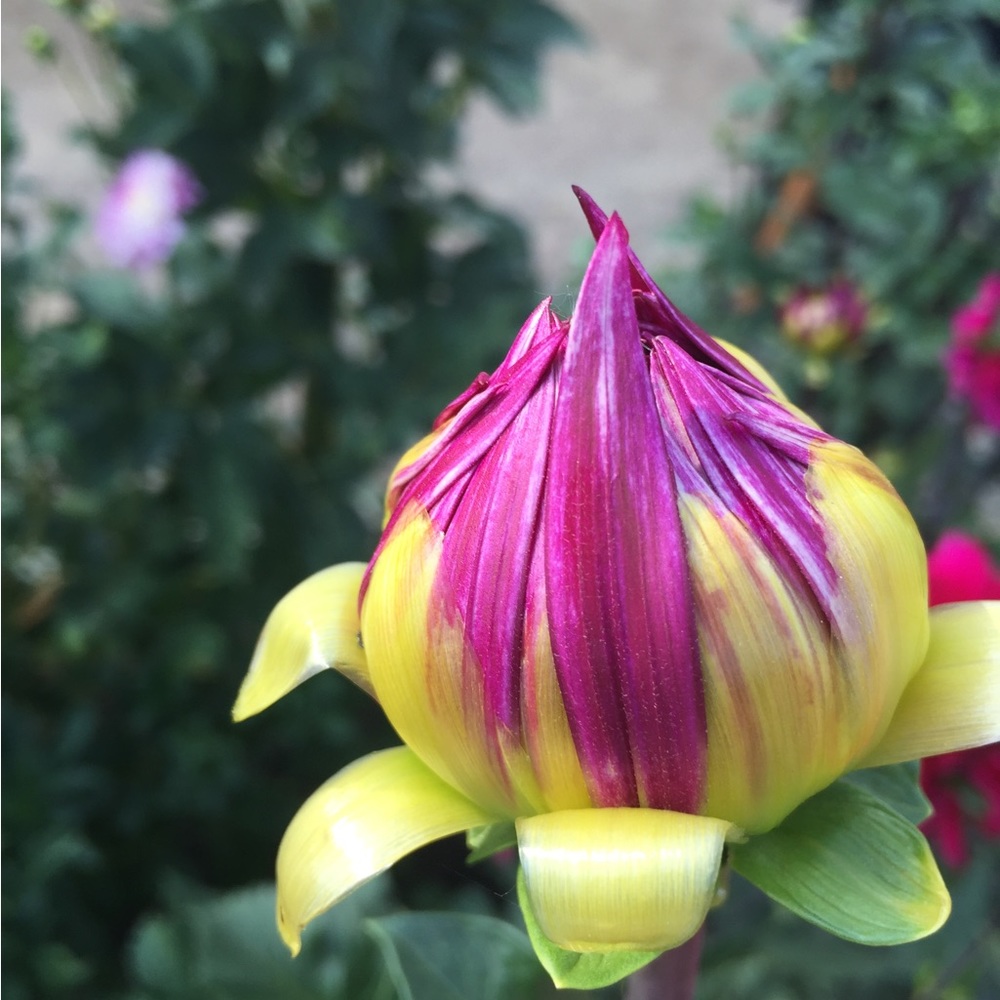 Meet your Posher, Ladymahaff